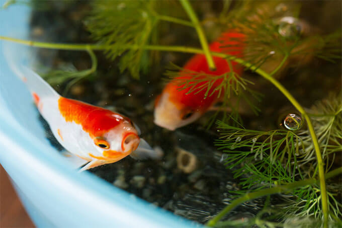 efish